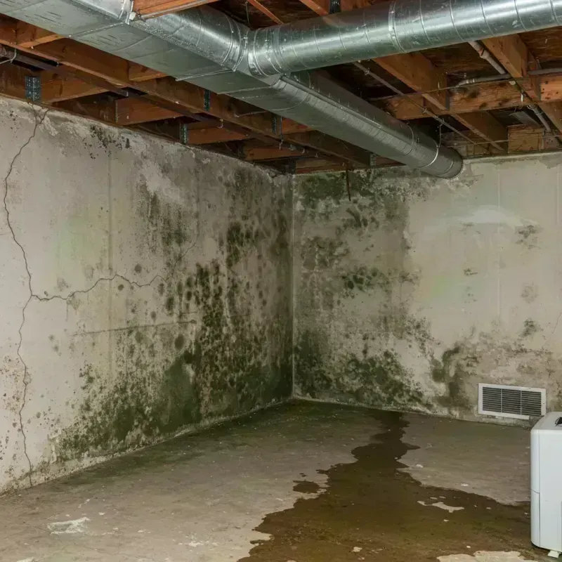 Professional Mold Removal in Oak Brook, IL